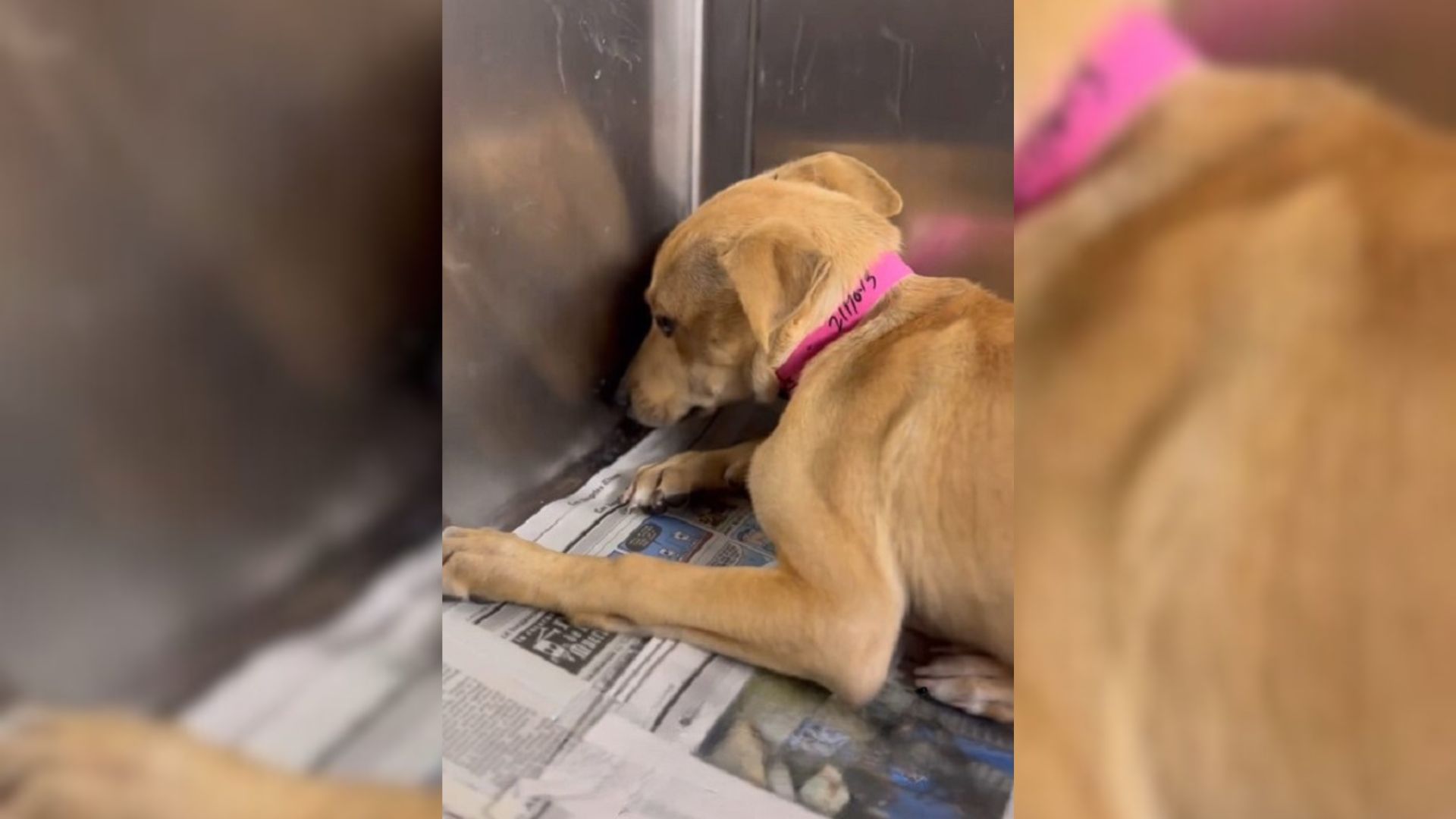 Rescuers Saved A Frightened Dog Who Wouldn’t Stop Shaking Even After Being Taken To The Shelter