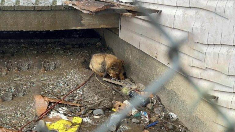 puppy hiding in trash