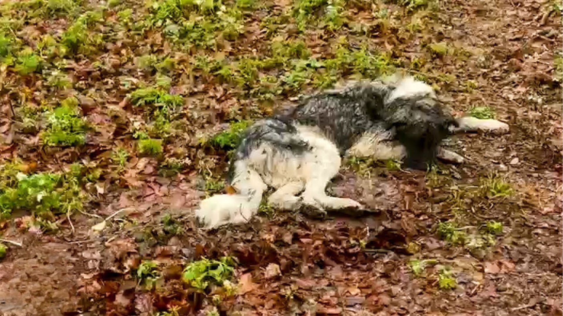 dog lying on frozen ground