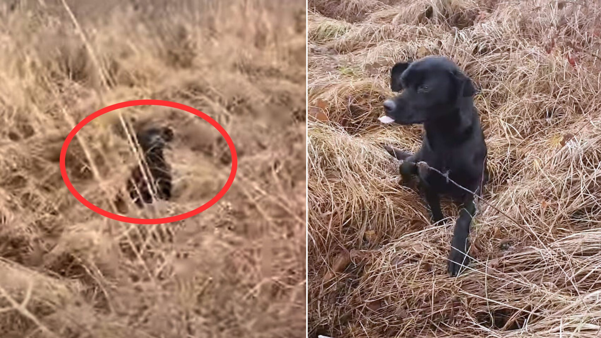 Rescuers Found A Very Sweet Dog Hiding In The Bushes And Went To Help