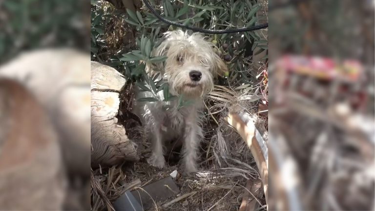 dog defending its puppies