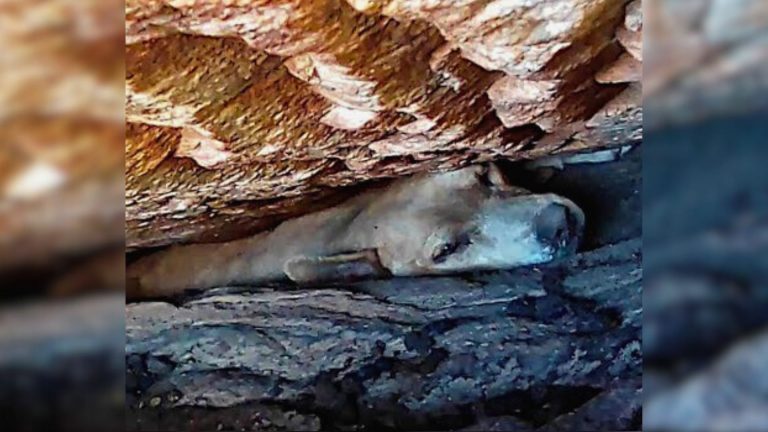 dog trapped in boulder