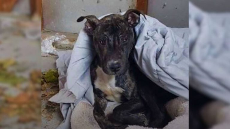 photo of stray pittie covered with a blanket