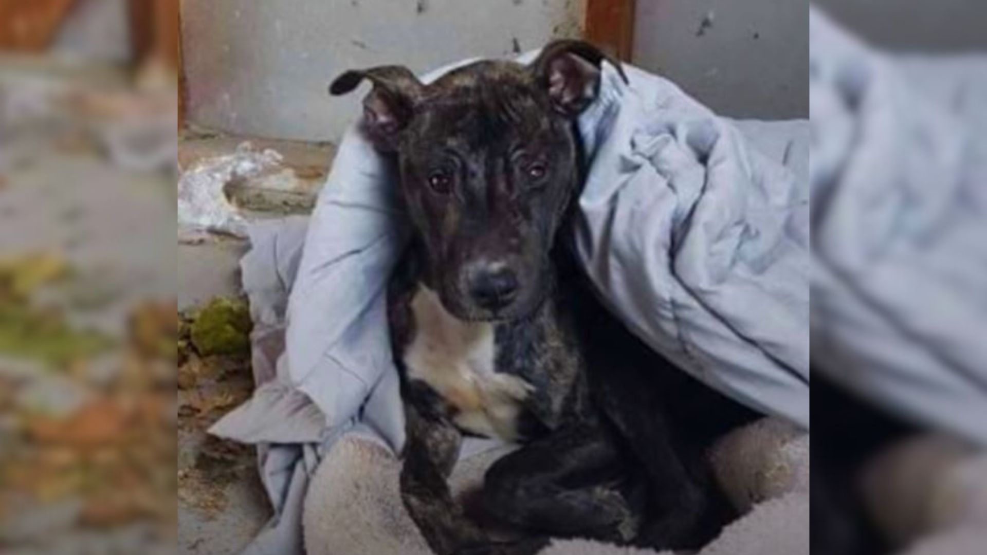 photo of stray pittie covered with a blanket