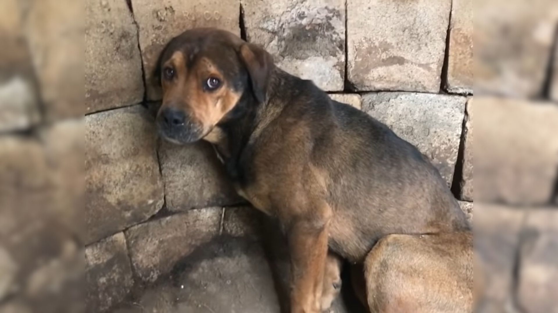 Rescuers Find A Helpless Dog Stuck In A Well And Immediately Rush Into Action