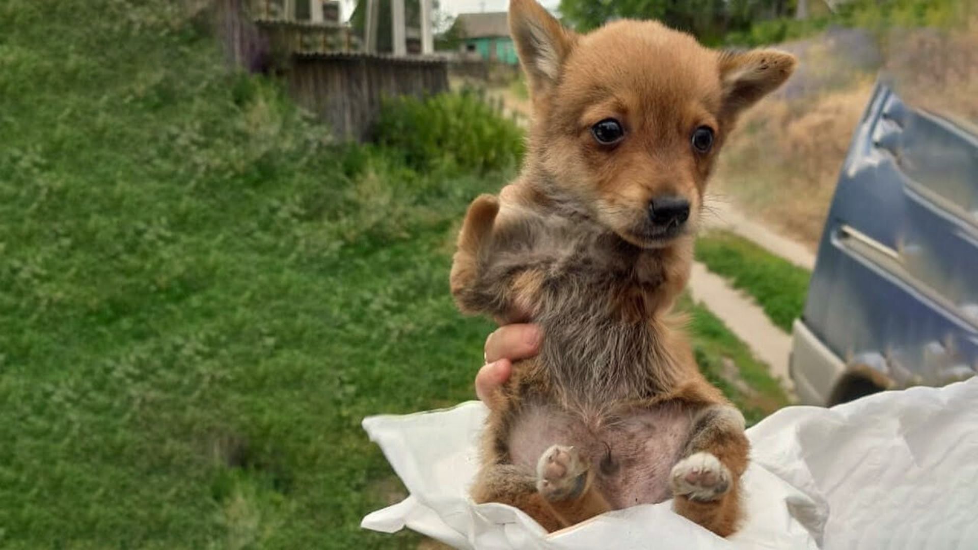 puppy without front legs