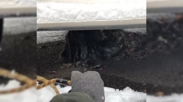 rescuers finds frozen animal
