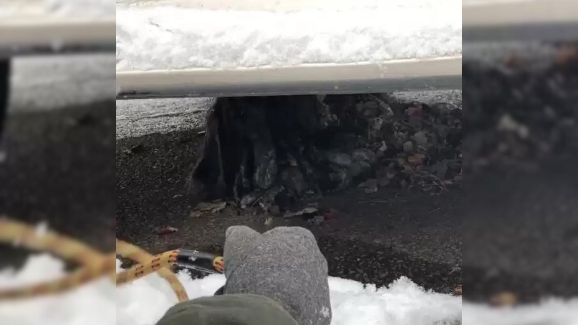 Rescuers Found A Dark Clump On The Ground And Couldn’t Believe What It Really Was