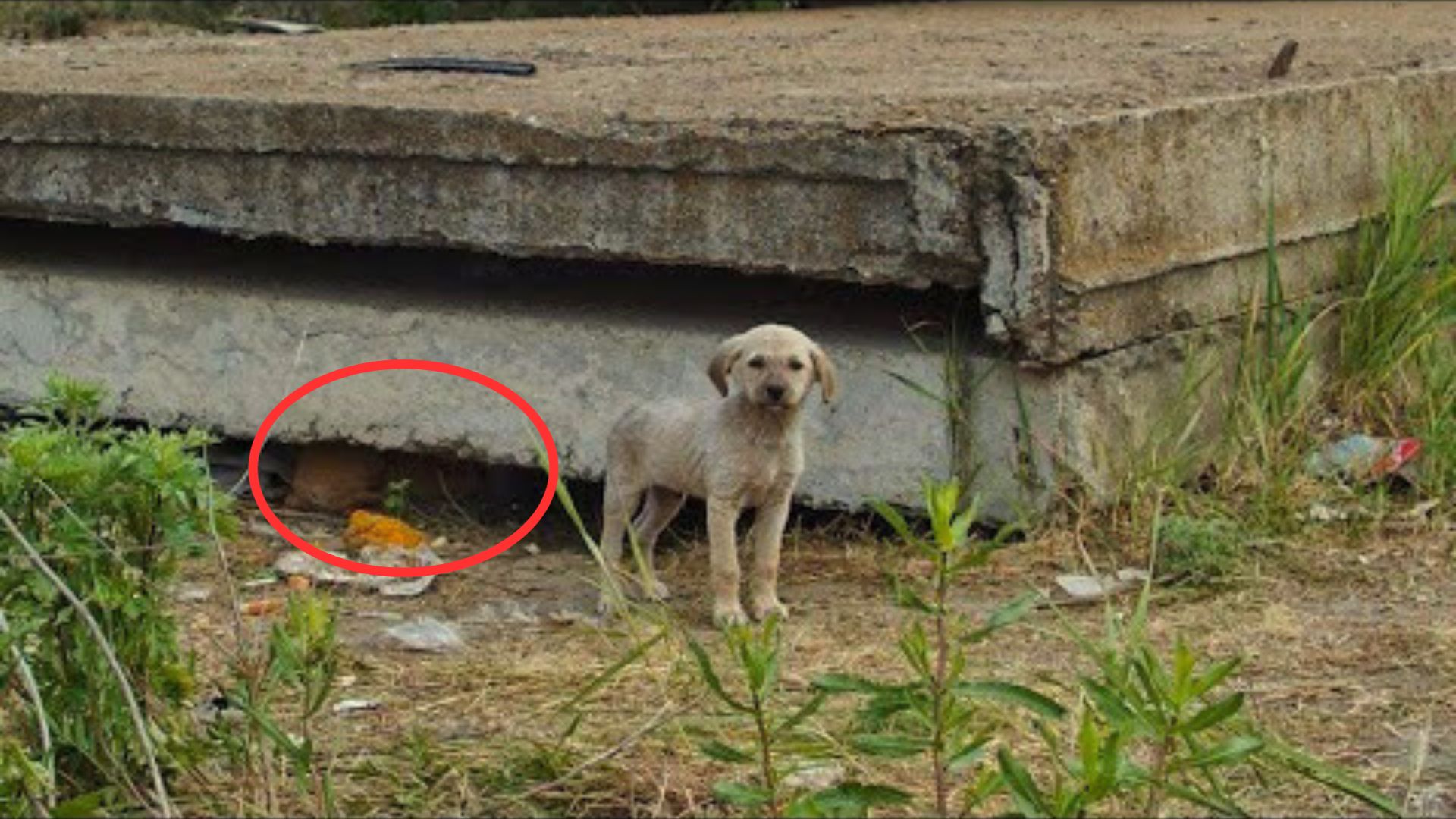 Rescuers Succeeded In Saving Stray Puppies, But They Still Had Many More Problems