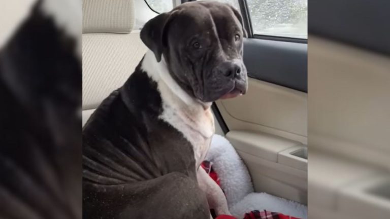 sad dog covered in bite wounds