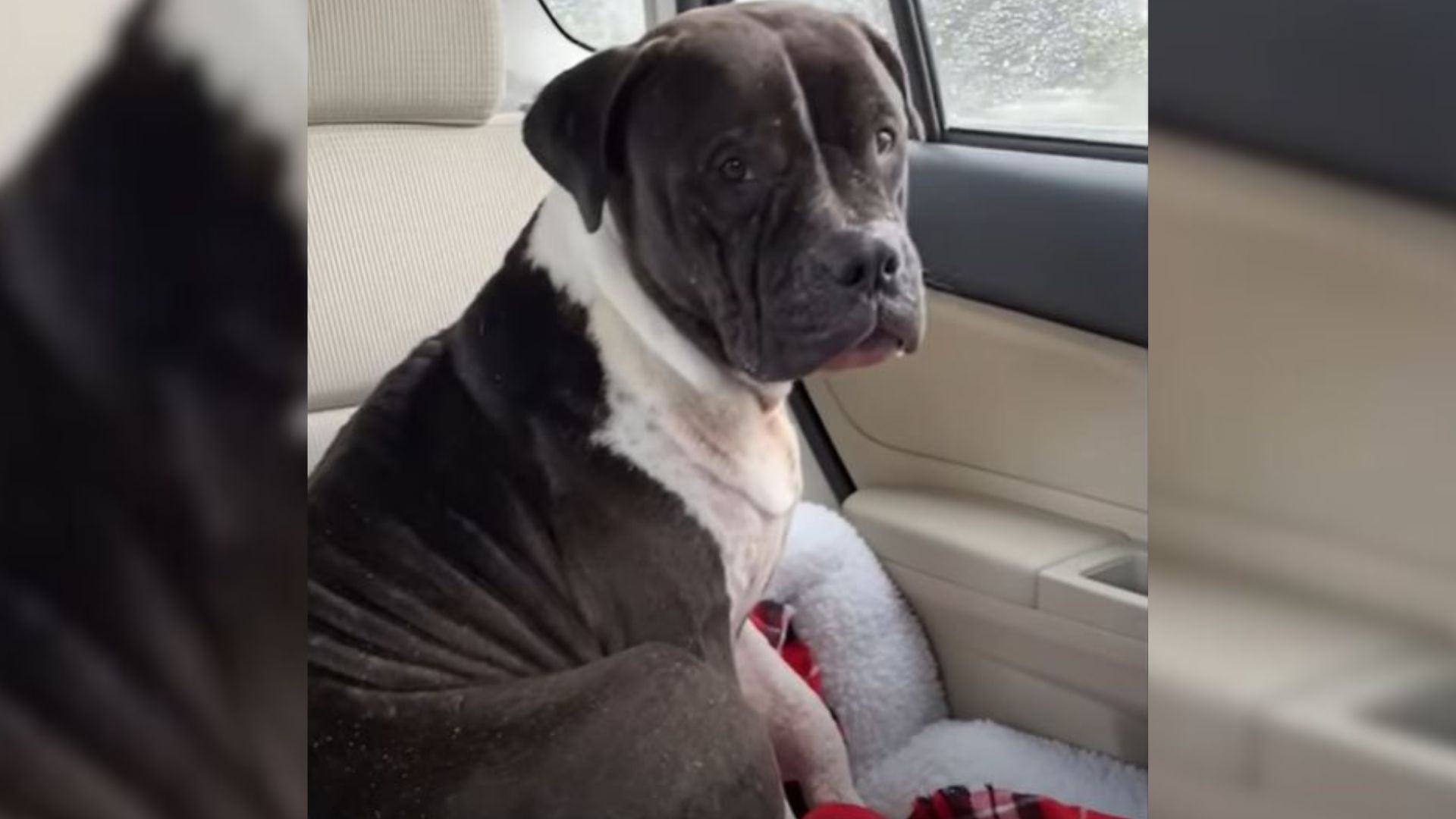 Sad Dog Covered In Bite Wounds Overcomes Past Trauma With The Help Of His New Mom