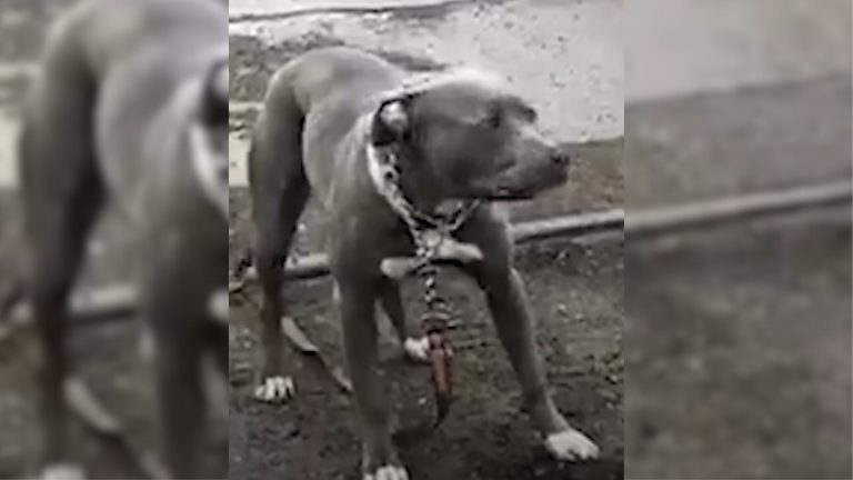 dog in detroit