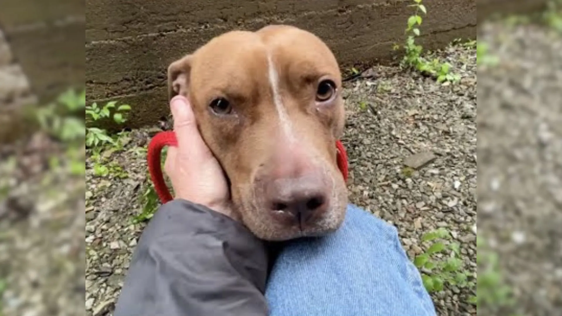 Scared Stray Pup Living In A Small Alley Is Found And Saved By An Amazing Rescuer