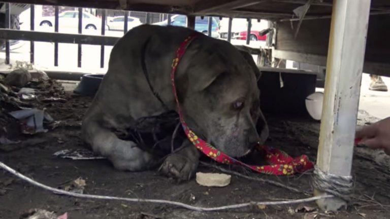neglected senior pit bull
