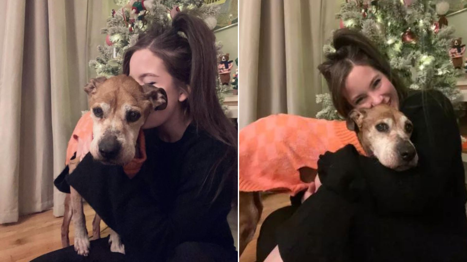 Senior Dog Had To Receive Gifts Earlier This Christmas And The Reason Is Heartbreaking