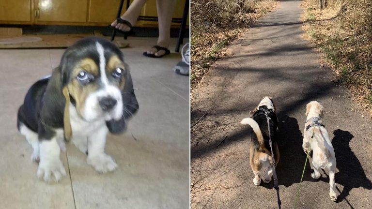 dog joyful because he sees an old friend