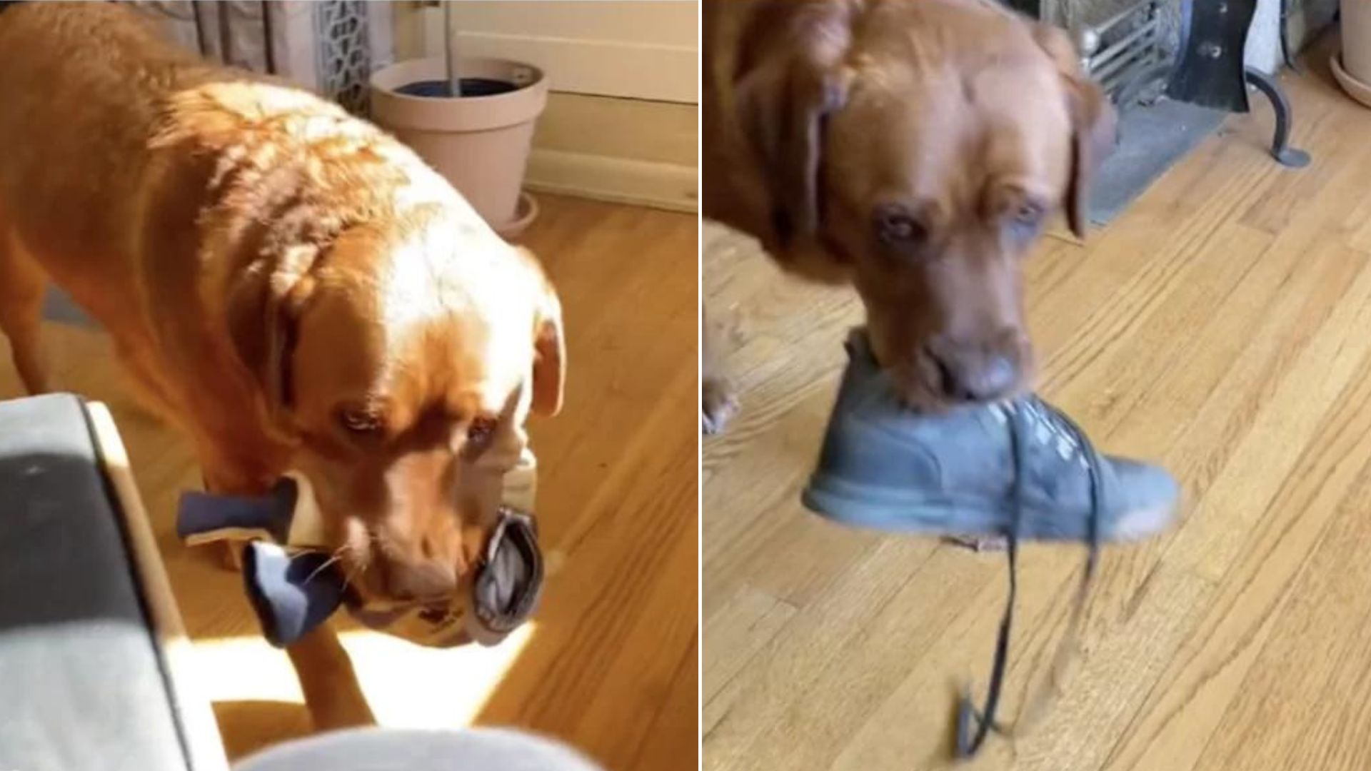 Service Dog School Dropout Loves Helping His Mom Get Ready For Walks