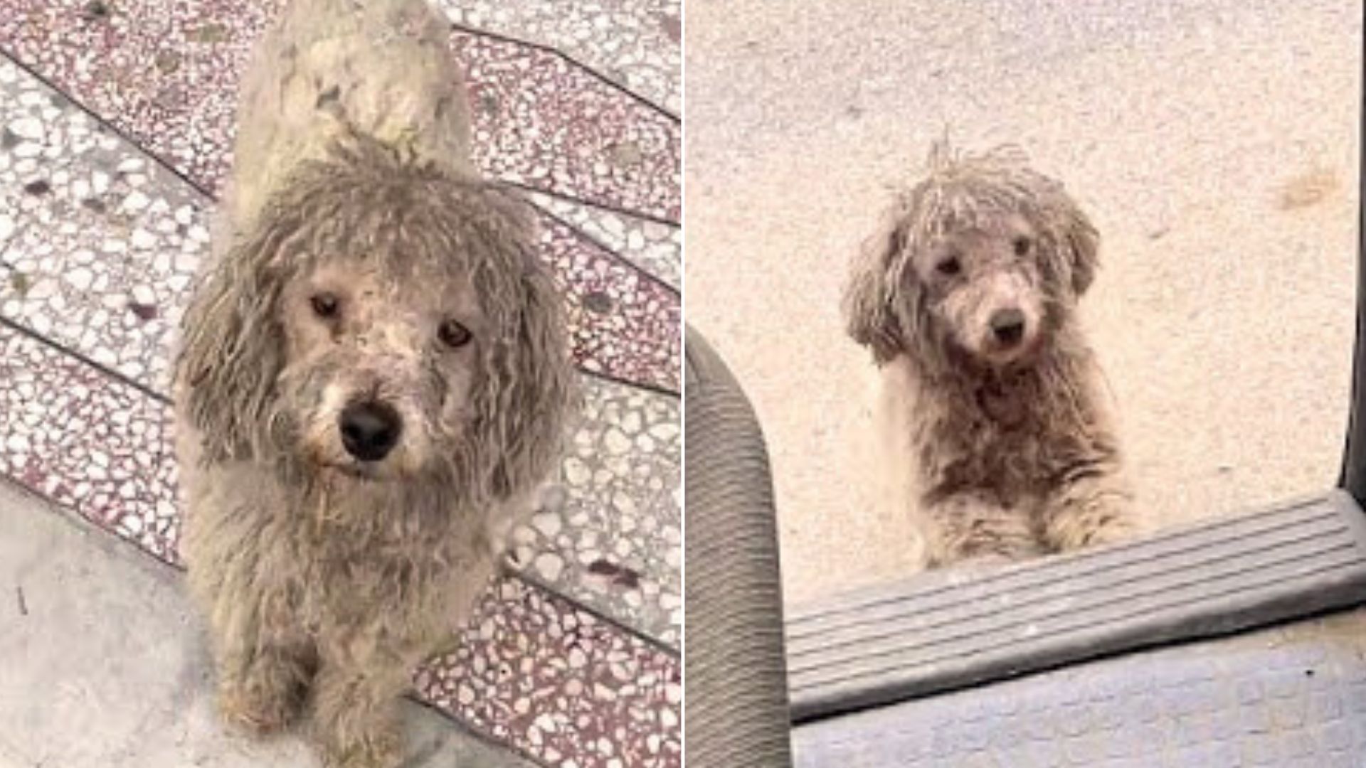 Severely Matted Stray Pup Doesn’t Let Hooman Drive Away Without Him
