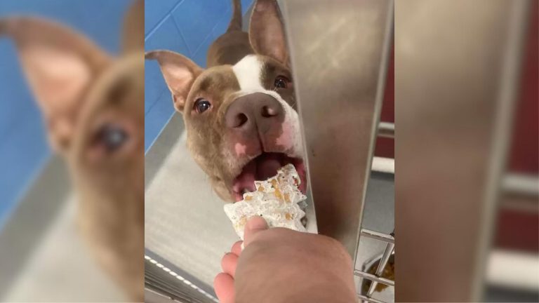 photo of shelter dog