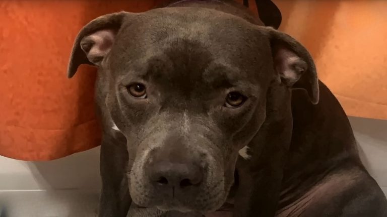 sad shelter dog