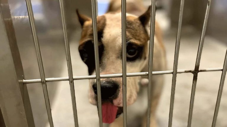 dog behind the bars