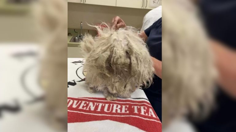very matted dog