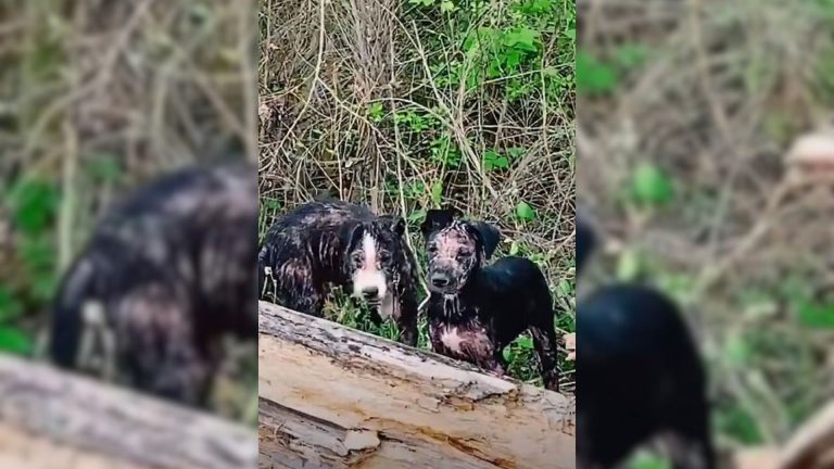 photo of sick stray puppies in the woods