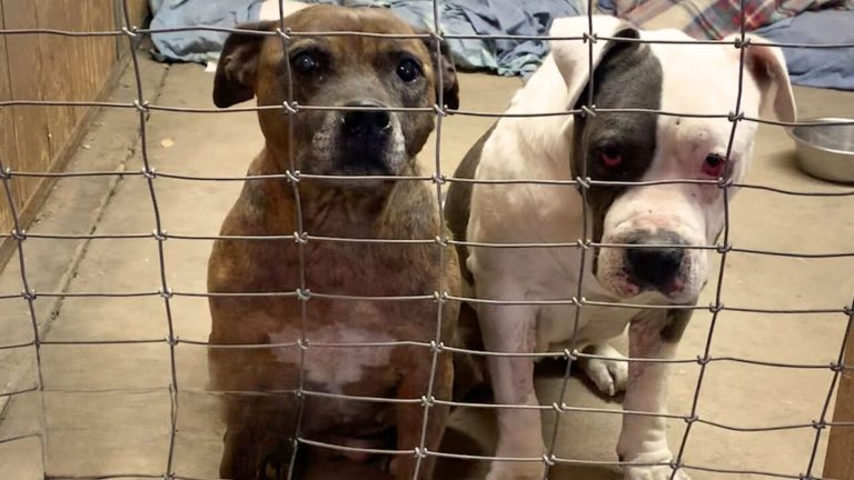 sister orphan pitties