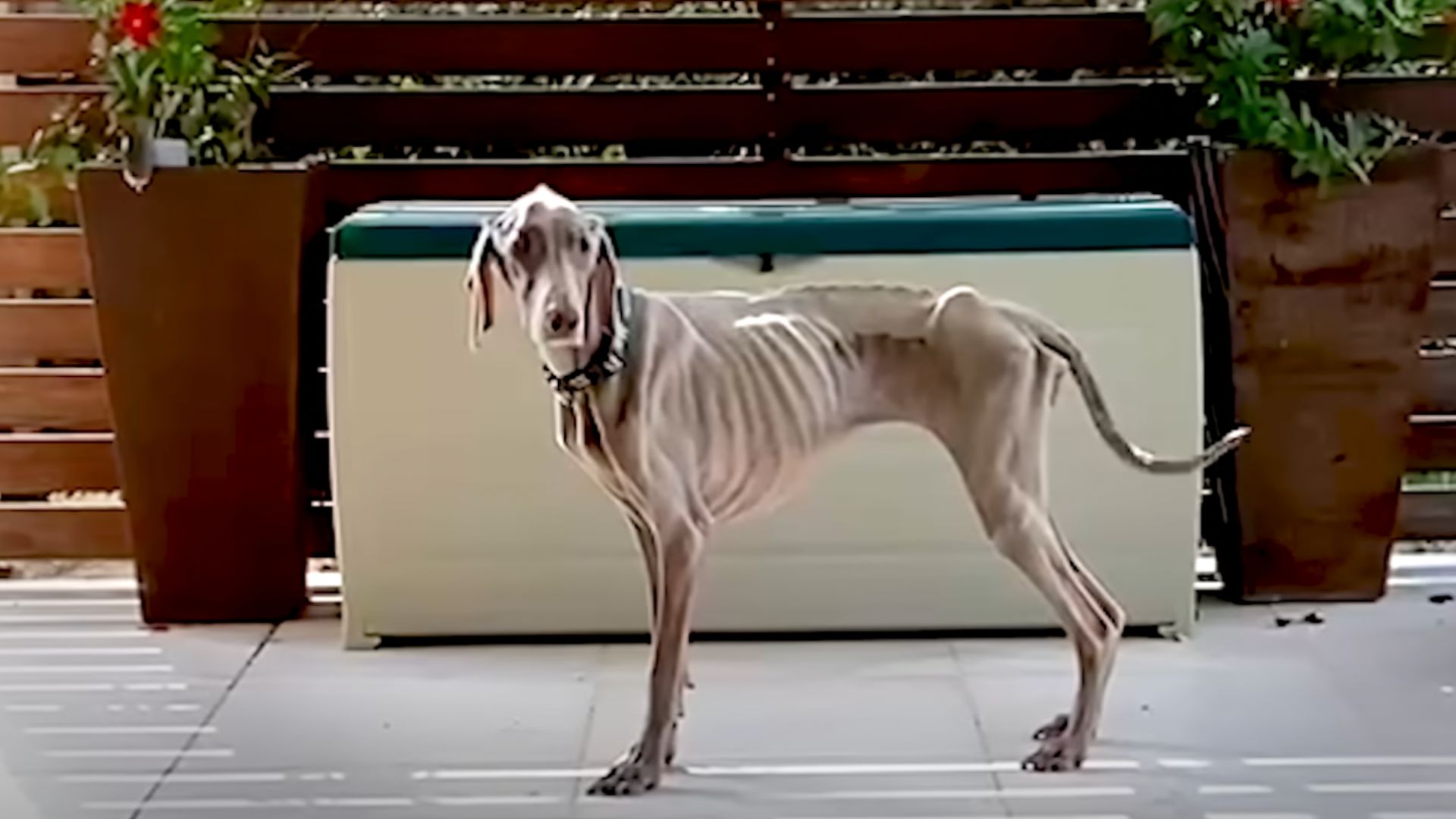 Severely Malnourished Pup Was Almost Euthanized But Then He Met The Most Amazing Person