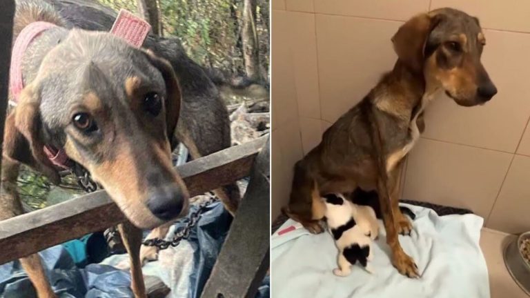 starving dog mom with puppies