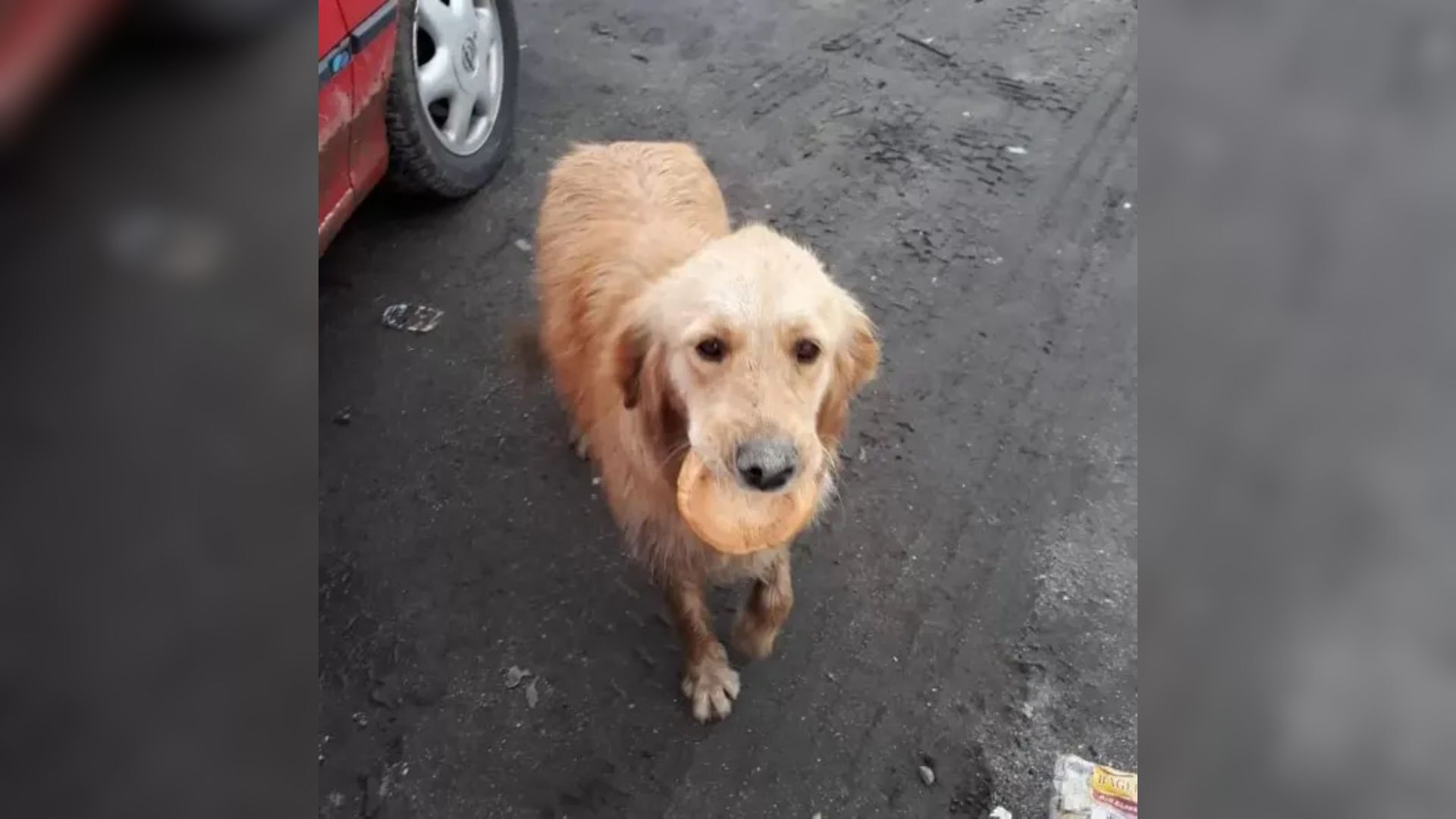 Hungry Stray Dog Was Just Eating His Bread But Then He Met Someone Really Special