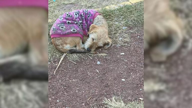 stray dog in purple sweater