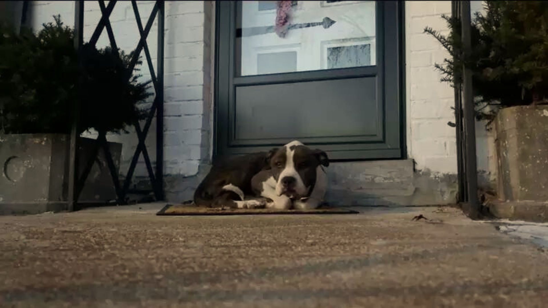 dog lying on a doormat