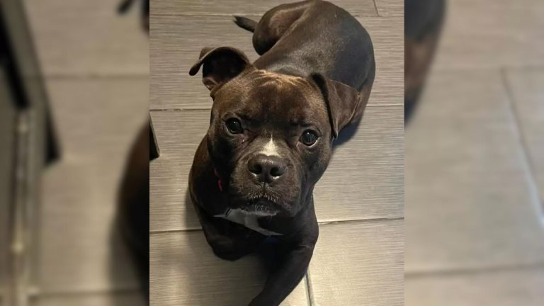 photo of a sweet rescue dog