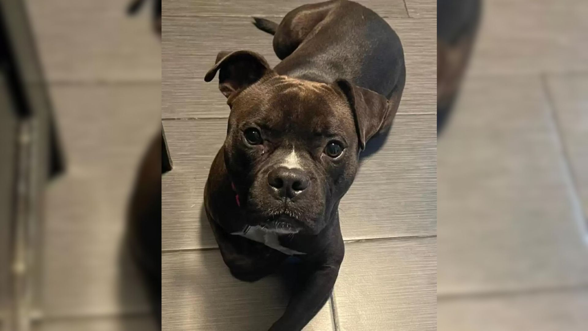 photo of a sweet rescue dog