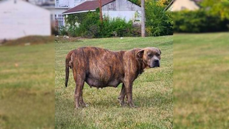 pregnant pittie on grass
