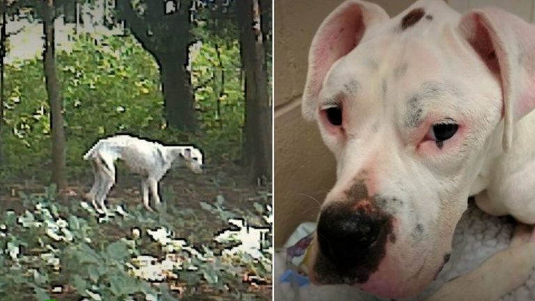 stray dog in the woods
