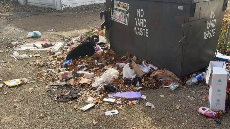 dog tied to a dumpster