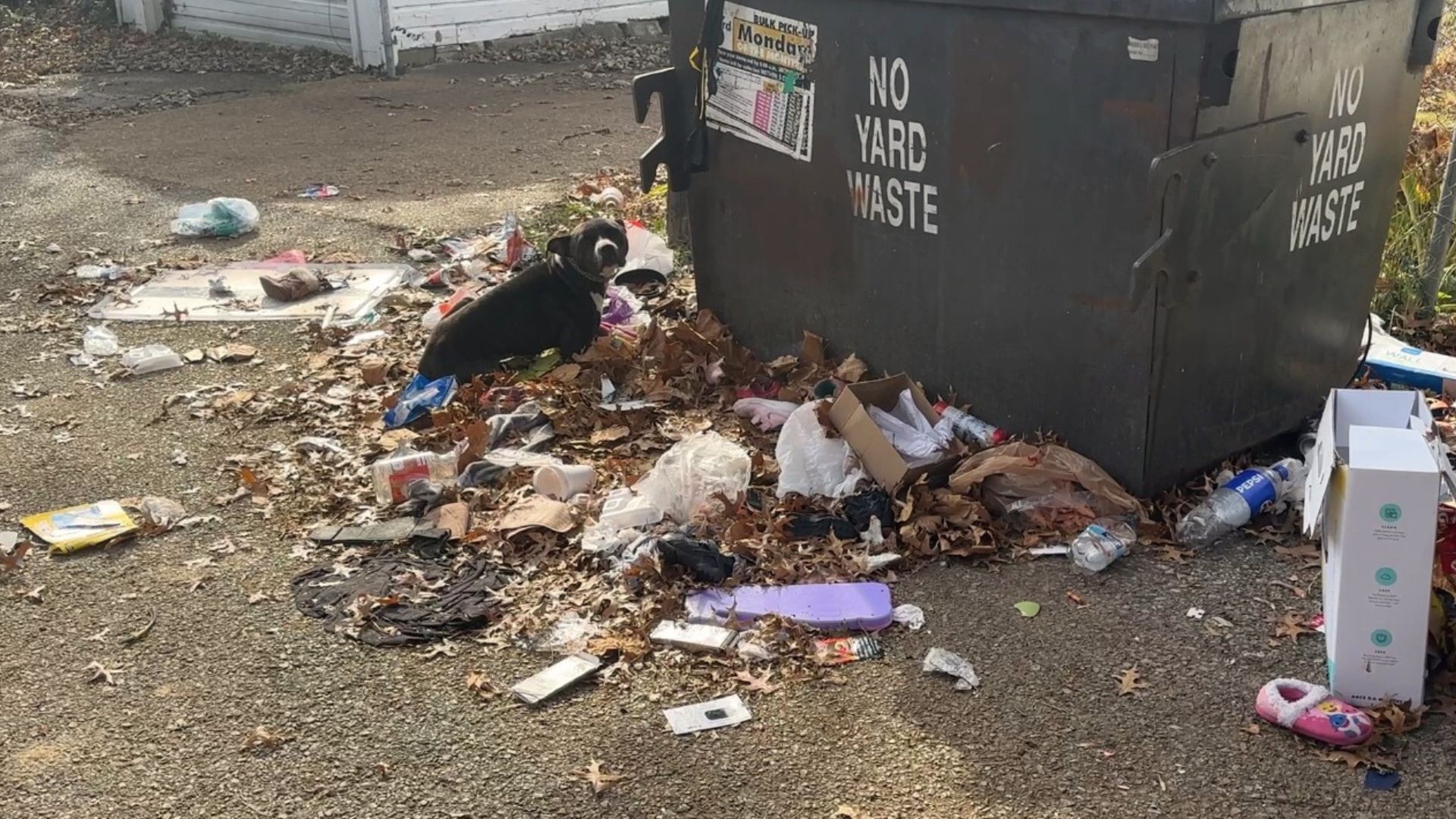 Rescuers Were Surprised To Find A Sweet Pup Tied To A Dumpster And Went To Help Her