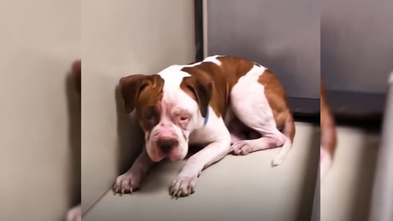sad pittie lying