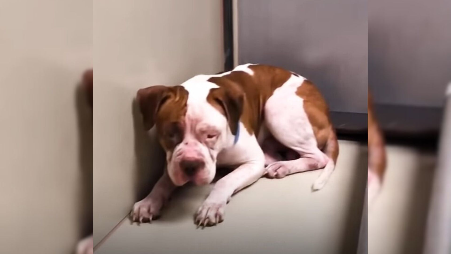 Dog Abandoned By His Owners In A Shelter In Pennsylvania Found His Perfect Family
