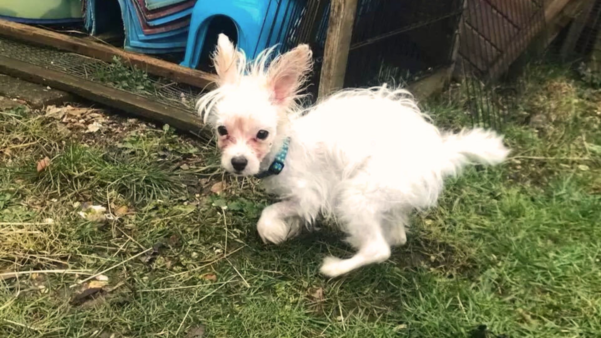 Tiny Disabled Dog Loses Home As Her Owner Cruelly Abandons Her At A Bar