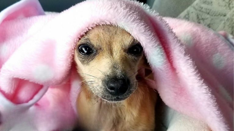 dog in cold