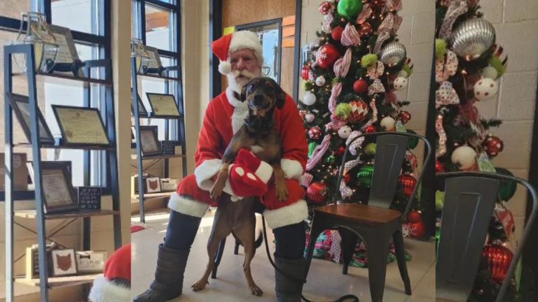 vet with dog in santa suit