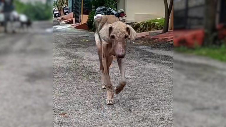 old skinny dog