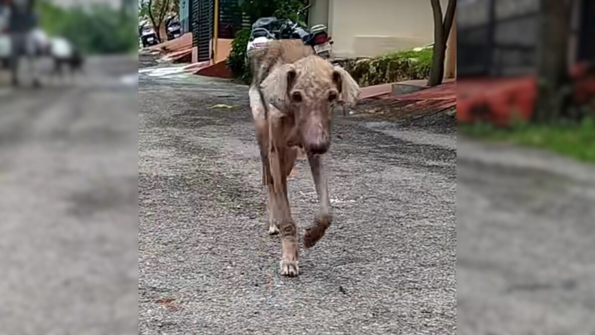 This Pup Was So Malnourished And Hurt That Rescuers Thought She Was An “Old Dog”