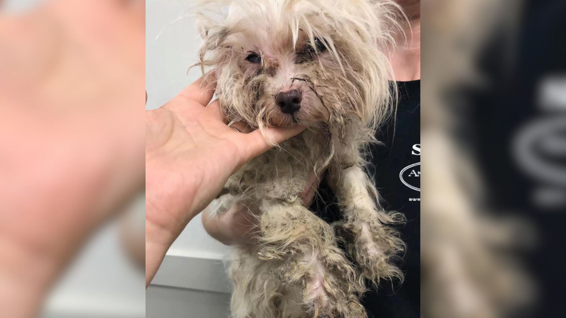Neglected Senior Pup With Severe Mats Undergoes An Incredible Transformation