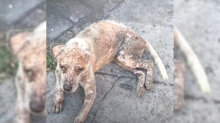 abandoned hairless dog