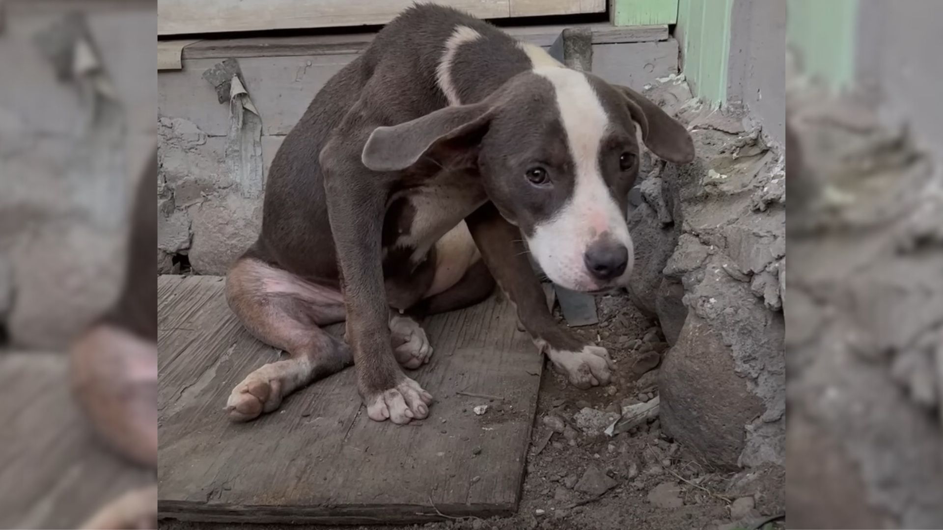 This Abandoned Pittie Was Completely Heartbroken When A Woman Found Him