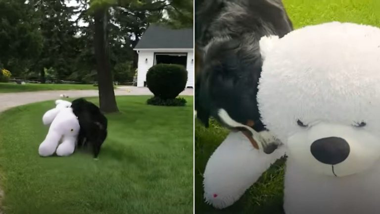 dog and white teddy bear